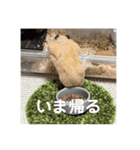 フガっとふがちゃん（個別スタンプ：4）
