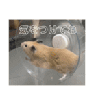 フガっとふがちゃん（個別スタンプ：6）