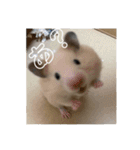 フガっとふがちゃん（個別スタンプ：17）