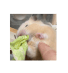 フガっとふがちゃん（個別スタンプ：24）