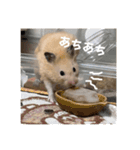 フガっとふがちゃん（個別スタンプ：30）