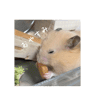 フガっとふがちゃん（個別スタンプ：34）