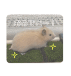 フガっとふがちゃん（個別スタンプ：35）