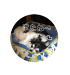 フガっとふがちゃん（個別スタンプ：40）