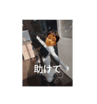 ふじかい2（個別スタンプ：5）