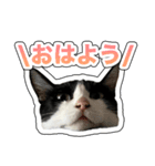 川口家の猫（個別スタンプ：2）