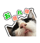川口家の猫（個別スタンプ：3）