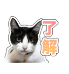 川口家の猫（個別スタンプ：7）