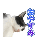 川口家の猫（個別スタンプ：8）