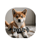 日常で使う柴犬スタンプ！（個別スタンプ：1）