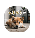 日常で使う柴犬スタンプ！（個別スタンプ：5）