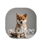 日常で使う柴犬スタンプ！（個別スタンプ：7）