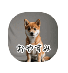 日常で使う柴犬スタンプ！（個別スタンプ：15）