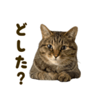 猫ミーム風キジトラ猫（個別スタンプ：10）