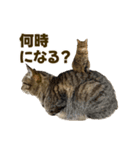 猫ミーム風キジトラ猫（個別スタンプ：37）