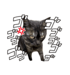 保護猫 アビー➕（個別スタンプ：1）