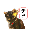 保護猫 アビー➕（個別スタンプ：11）