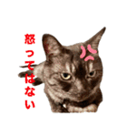 保護猫 アビー➕（個別スタンプ：12）