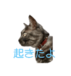 保護猫 アビー➕（個別スタンプ：17）