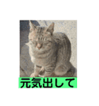 保護猫 アビー➕（個別スタンプ：18）