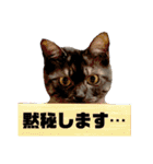 保護猫 アビー➕（個別スタンプ：19）