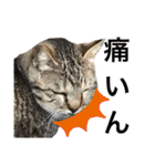 保護猫 アビー➕（個別スタンプ：20）