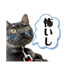 保護猫 アビー➕（個別スタンプ：21）