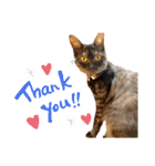 保護猫 アビー➕（個別スタンプ：24）