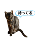 保護猫 アビー➕（個別スタンプ：26）