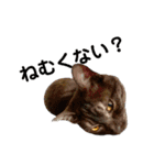 保護猫 アビー➕（個別スタンプ：29）
