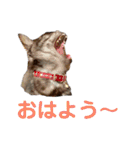 保護猫 アビー➕（個別スタンプ：30）