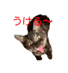 保護猫 アビー➕（個別スタンプ：31）