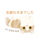 ハーツ保護猫シェルター・毎日使える似顔絵（個別スタンプ：18）