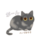 ハーツ保護猫シェルター・毎日使える似顔絵（個別スタンプ：36）
