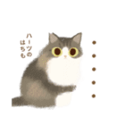 ハーツ保護猫シェルター・毎日使える似顔絵（個別スタンプ：37）