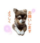 こてつの日常（デイリーver）（個別スタンプ：2）
