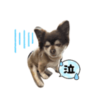 こてつの日常（デイリーver）（個別スタンプ：5）