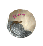 カナヘビのかなもち（個別スタンプ：17）