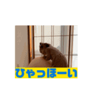 あーちゃんがっくん動くver（個別スタンプ：1）