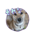 しば犬りんちゃん（個別スタンプ：1）