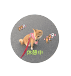 しば犬りんちゃん（個別スタンプ：2）