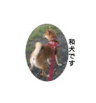 しば犬りんちゃん（個別スタンプ：3）