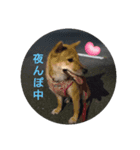 しば犬りんちゃん（個別スタンプ：4）