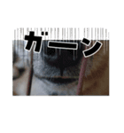 しば犬りんちゃん（個別スタンプ：5）