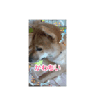 しば犬りんちゃん（個別スタンプ：7）
