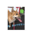 しば犬りんちゃん（個別スタンプ：8）