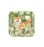 おれさま柴犬（個別スタンプ：14）