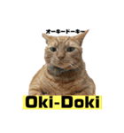 犬猫三昧①⑥（個別スタンプ：1）