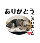 犬猫三昧①⑥（個別スタンプ：2）