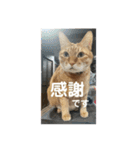 犬猫三昧①⑥（個別スタンプ：3）
